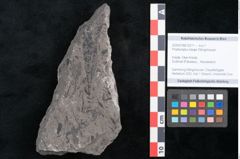 Foto (Objekt + Etikett) von Phyllocladus integer Ettingshausen (NHMW-GEO-2024-0188-10211)